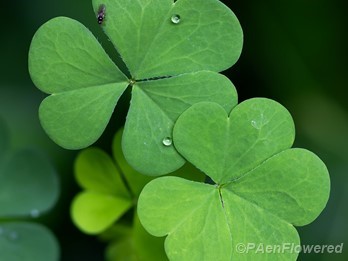 Common Yellow Woodsorrel